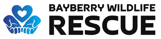 Bayberry Wildlife Rescue